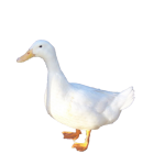 ���� 53